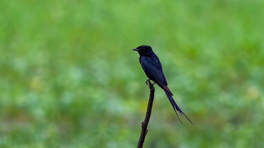 Black Drongo